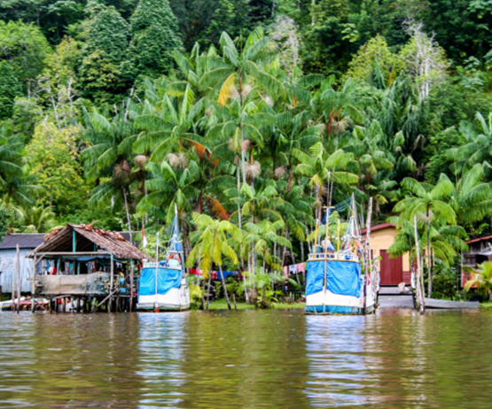 embarcadère dans une mangrove en guyane